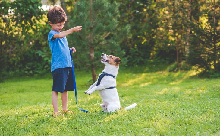 perro jack Russell de pie en un jardín con un niño