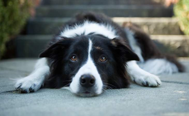 apprendre à mon chien à se coucher