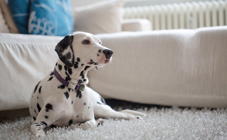 apprendre à mon chien à se coucher