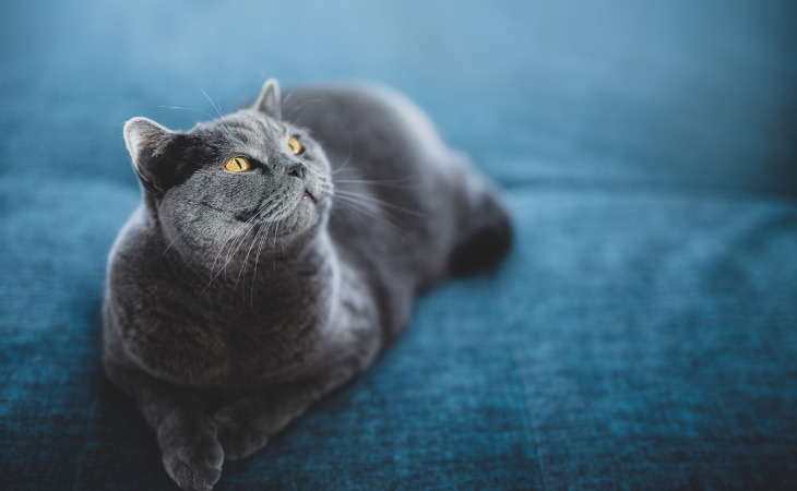 British shorthair