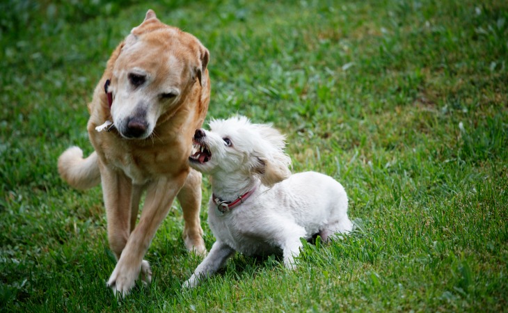chien agressif avec un autre chien