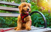 chiot avec un harnais installé sur un banc