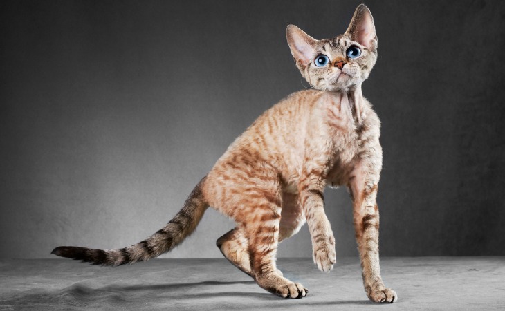 Cornish Rex