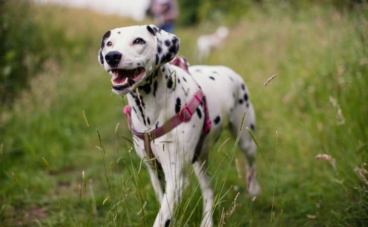 dalmatien avec un harnais rose