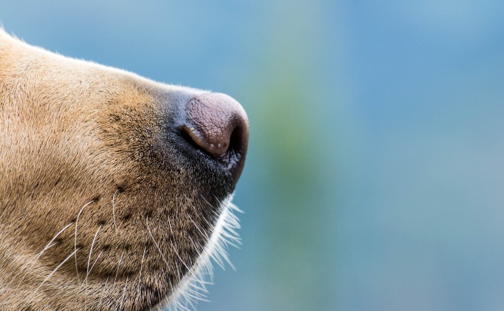 hocico de un perro