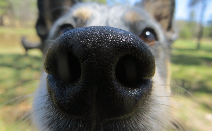 la truffe d'un chien