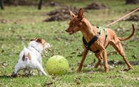 chien agressif avec un autre chien