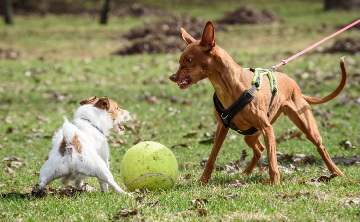 chien agressif avec un autre chien