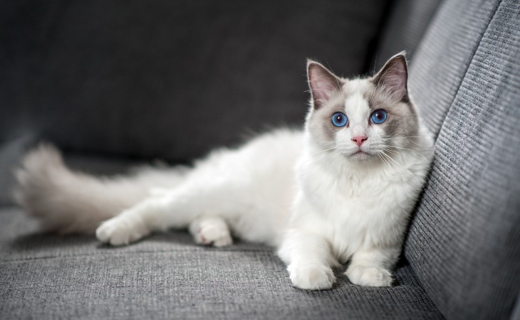 chat ragdoll