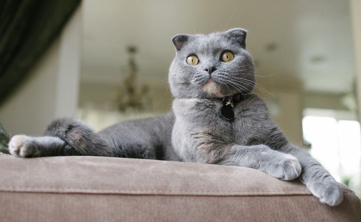 chat scottish fold