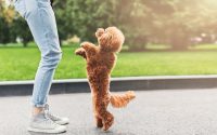 apprendre à mon chien à se mettre debout