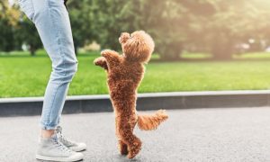 apprendre à mon chien à se mettre debout
