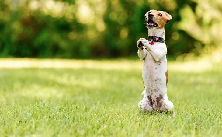 apprendre debout à mon chien