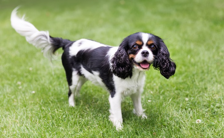 cavalier king charles 