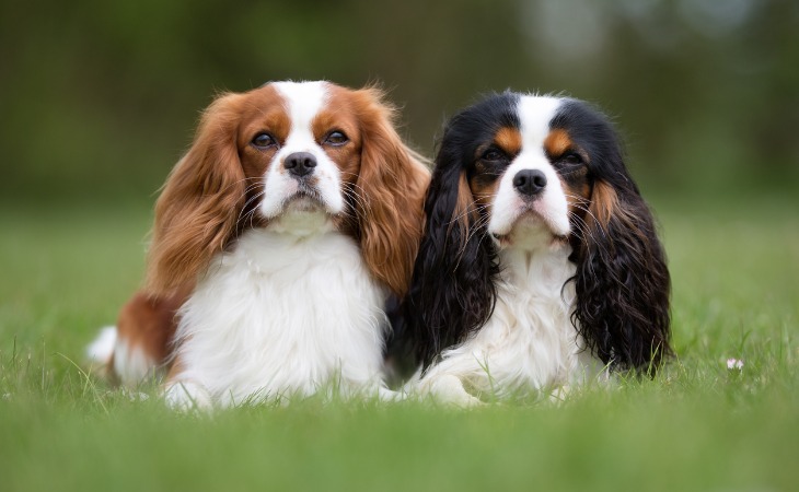 cavalier king charles spaniel