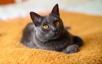 Zoom sur deux races de chat françaises