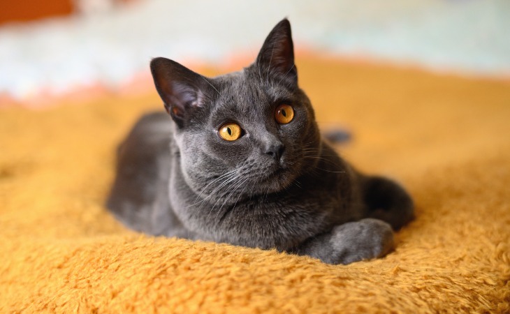 Zoom sur deux races de chat françaises
