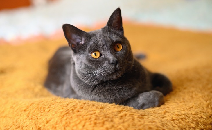 chartreux