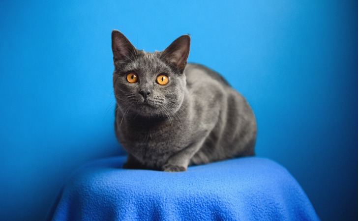 chartreux