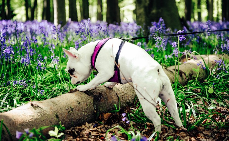 perro bulldog oliendo caca