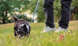 mon chien renifle les excréments des autres chiens