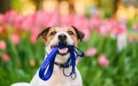 chien jack russell avec une laisse