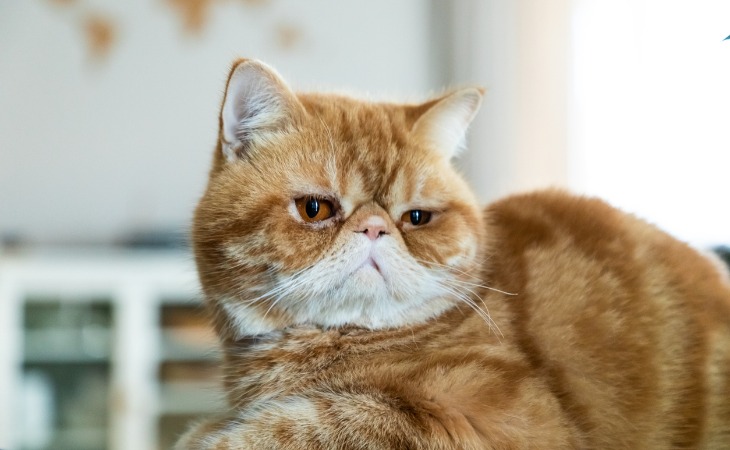 Exotic Shorthair