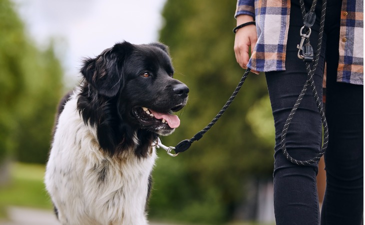 perro de paseo con correa