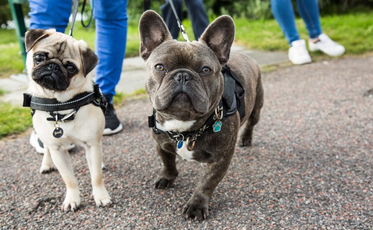 pasear perros con correa