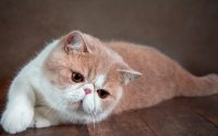 race de chat exotic shorthair