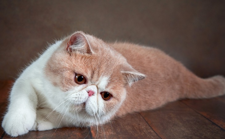 race de chat exotic shorthair