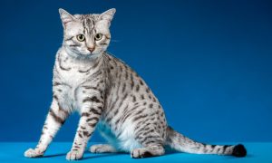 race de chat Mau Egyptien