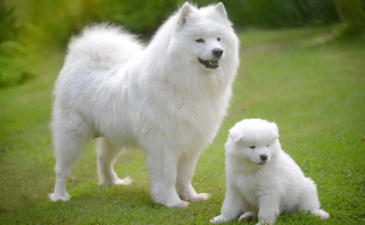 Samoyedos blancos 