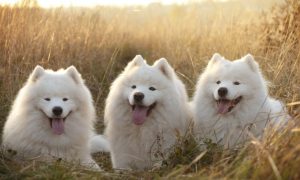 Trois chiens de race Samoyède dans un champs