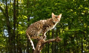 Chat Bengal sur un arbre en extérieur