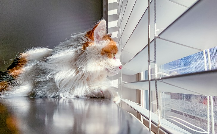 gato tomando el sol 