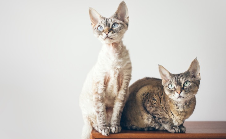 chat devon rex