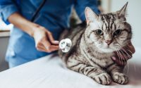 coût des soins vétérinaires chat