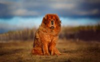 chien dogue du tibet