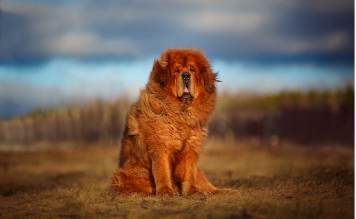 chien dogue du tibet
