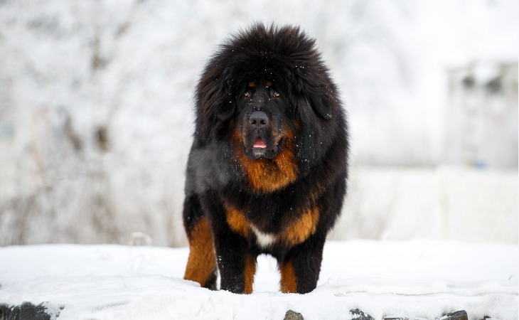 perro mastín tibetano