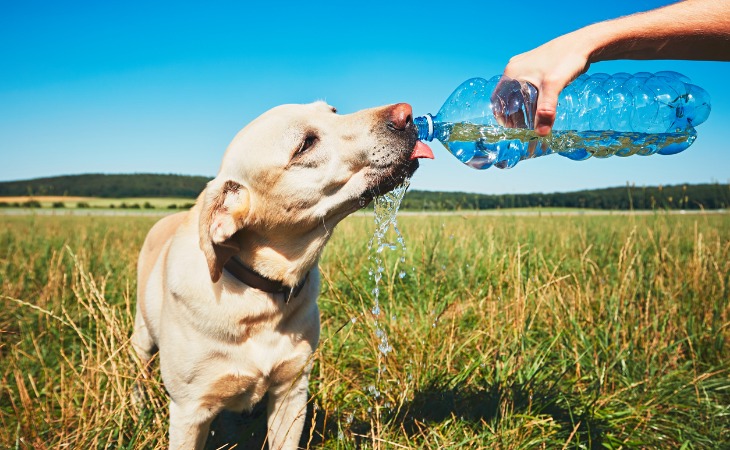 Chien qui boit avec une bouteille d'eau.