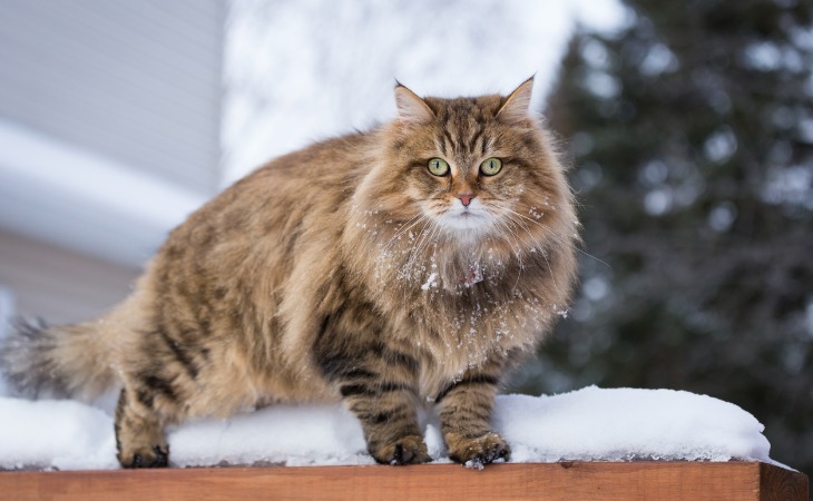 gato siberiano al que le gusta salir