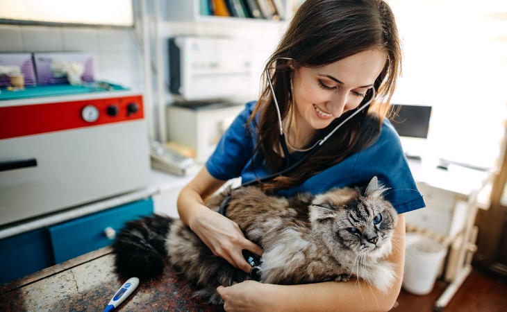 gato maine coon en el veterinario