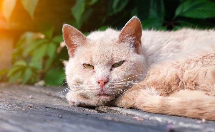 chat âgé