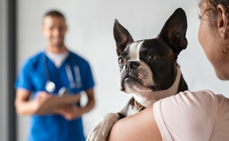 bouledogue vétérinaire