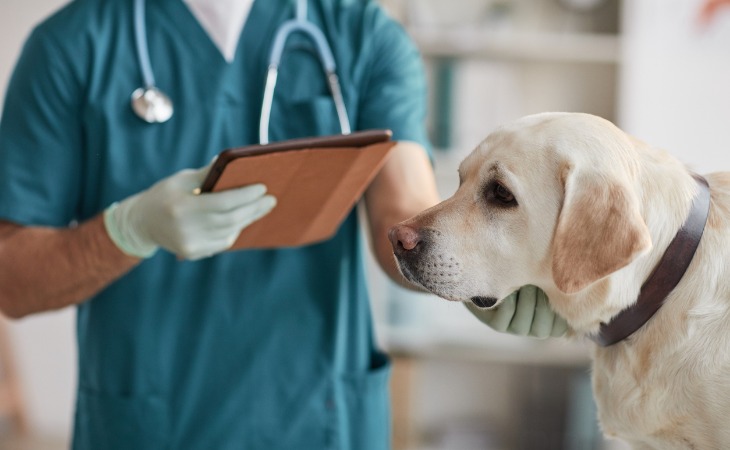 coût soins vétérinaires chien