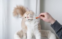 prendre soin dents du chat