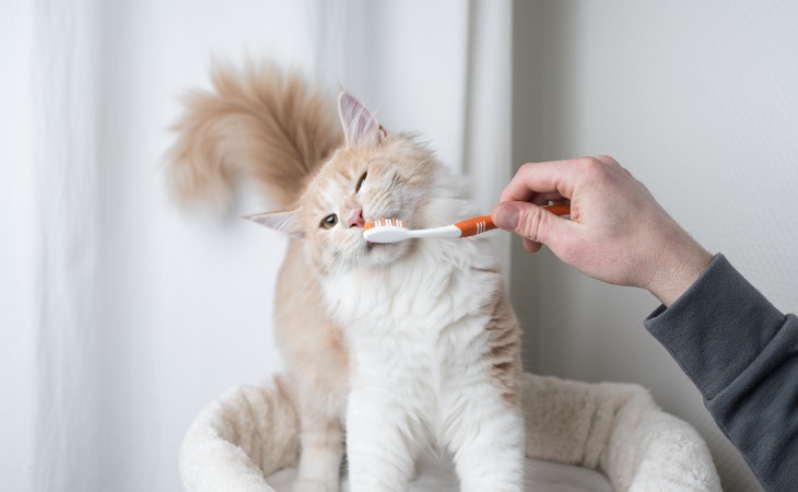 prendre soin dents du chat