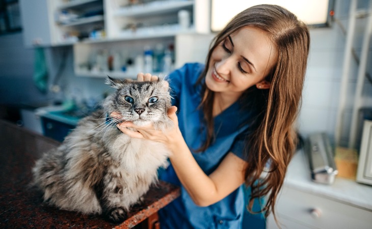 Masajea suavemente la garganta de tu gato para dar medicamentos